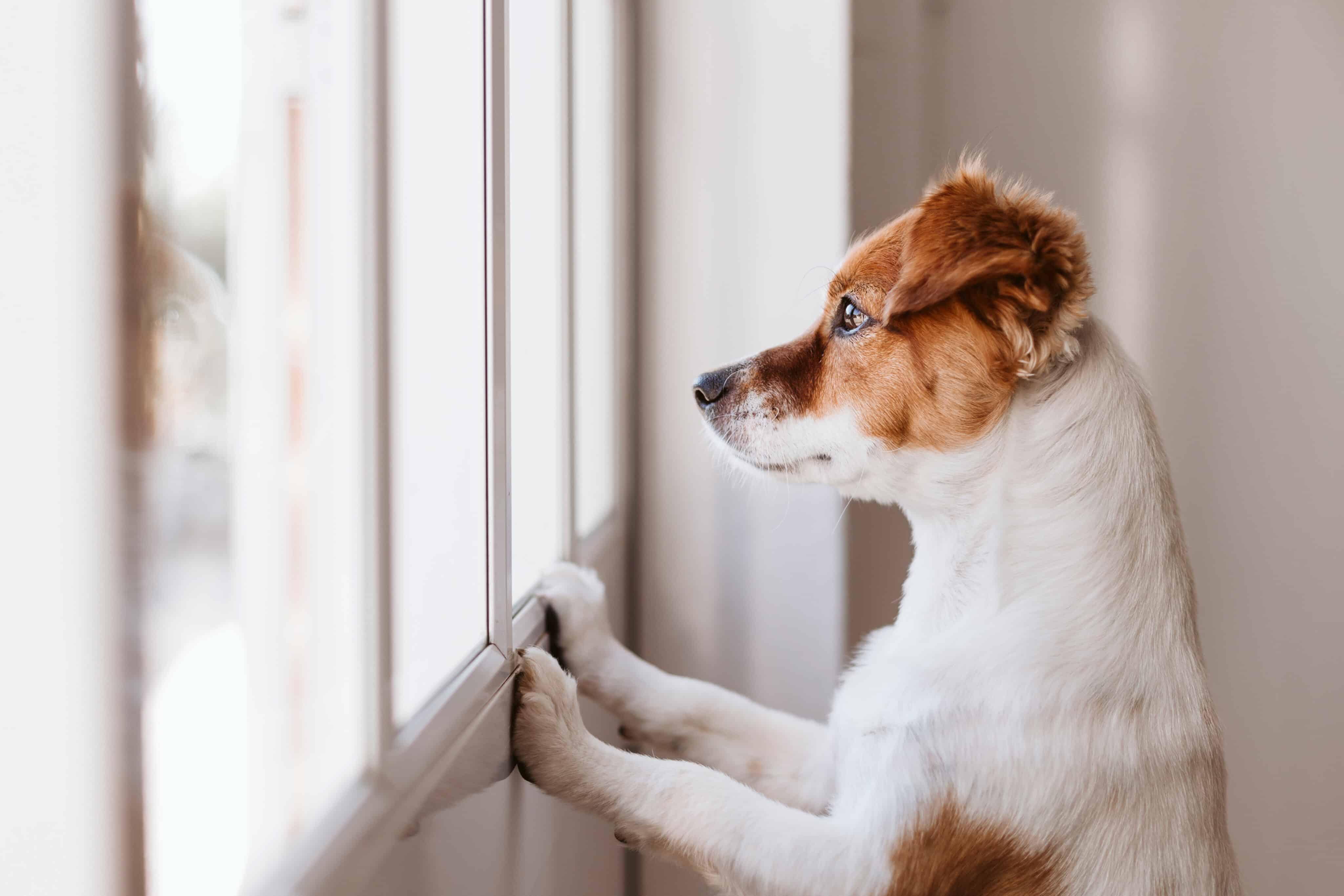Dog rehabilitation